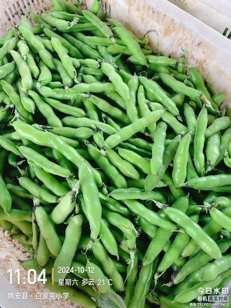 【牛商推荐】新鲜蚕豆无虫眼质量保证价格合理欢迎抢购
