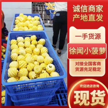 广东菠萝徐闻菠萝小菠萝甜度高清爽可口基地直供