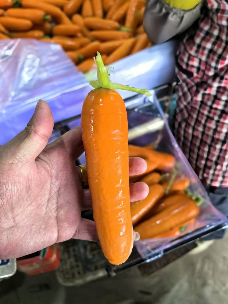 【精品水洗胡萝卜】开封胡萝卜-产地直发-对接市场工厂电商