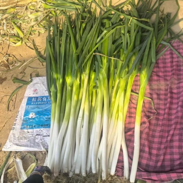 章丘扣模大葱，二皮大葱，精品大葱全国发货欢迎电联