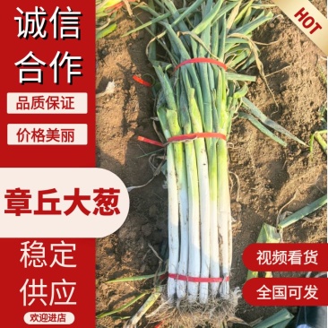 章丘原产地直发，精品葱，二皮货，毛葱电商市场商超