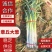 章丘原产地直发，精品葱，二皮货，毛葱电商市场商超