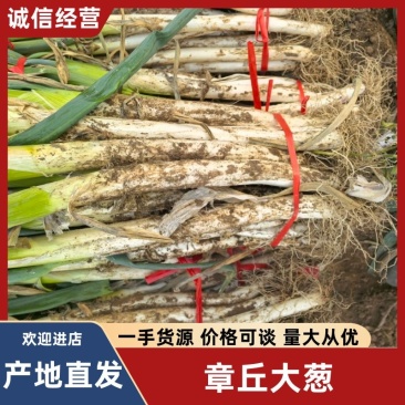 章丘原产地直发，长白葱，精品大葱，二皮货，毛葱，