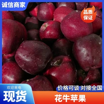 甘肃礼县正宗花牛苹果，精品一级货源，视频看货，产地直销批