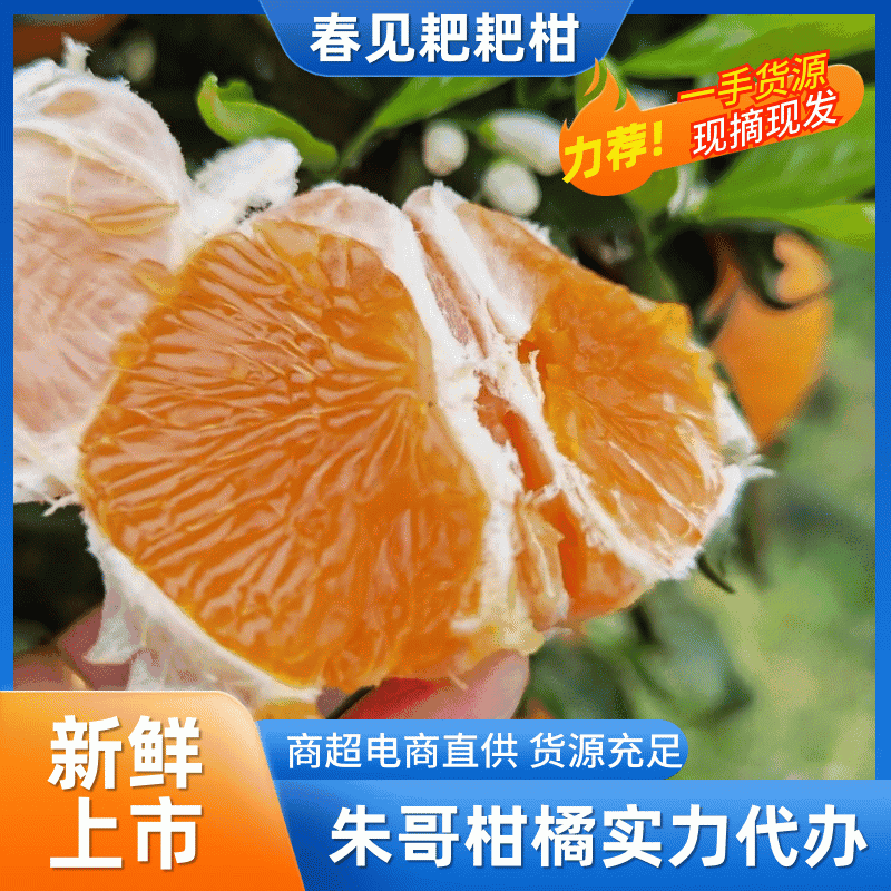 【实力】青见柑橘四川产地一手货源质量保证，汁甜味美电联
