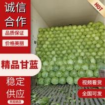 唐山滦南县暖棚甘蓝全年供应，品质好颜色正耐运输，诚信经营