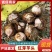 （芋红芽芋种）大量供应红芽芋一手货源质量保证（一件代发）