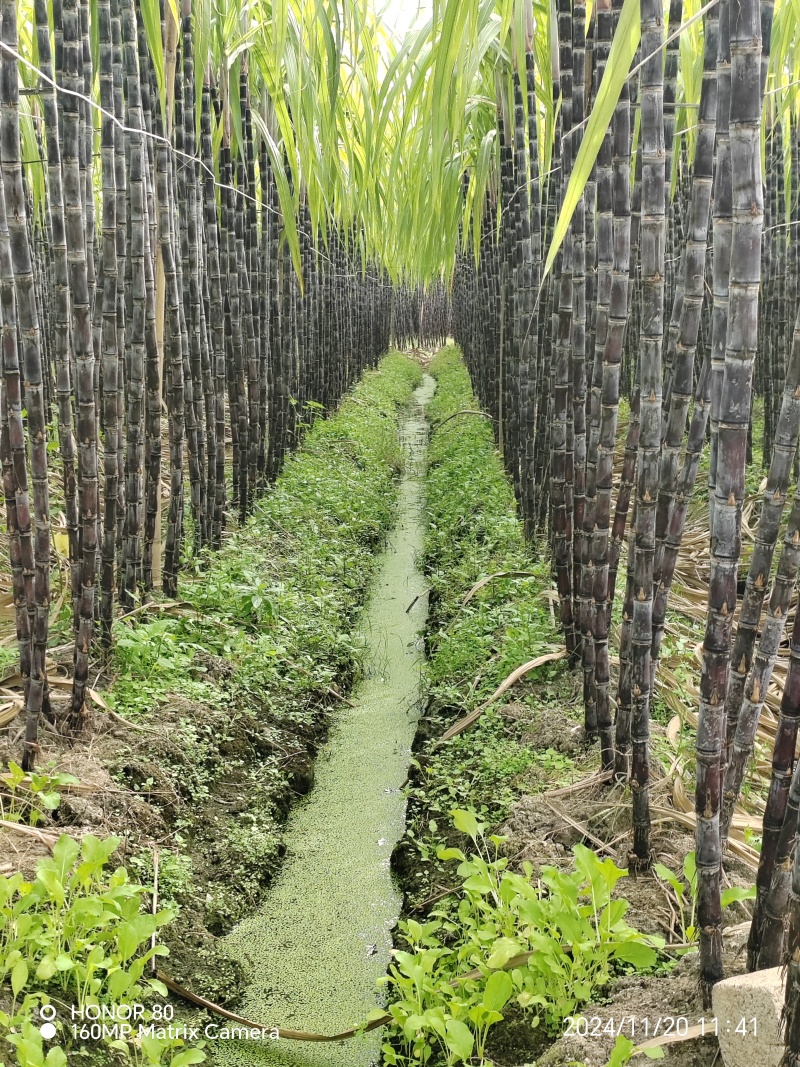 黑皮甘蔗大量上市，汁水充足，甜度高，可视频看货，全国发货