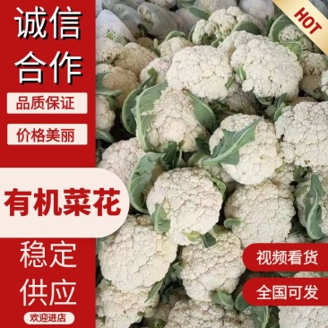 焦作博爱白面青梗，小米粒有机花菜，单个2斤左右，松散度适