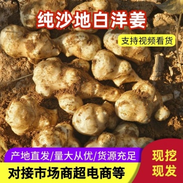 纯沙地白洋姜，货源充足，量大从优，欢迎致电