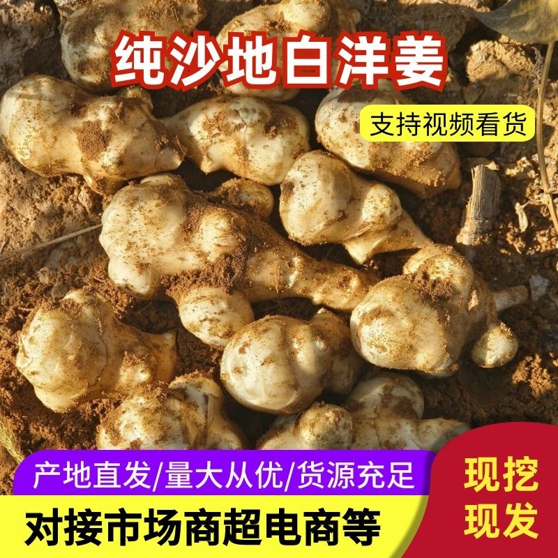 纯沙地白洋姜，货源充足，量大从优，欢迎致电