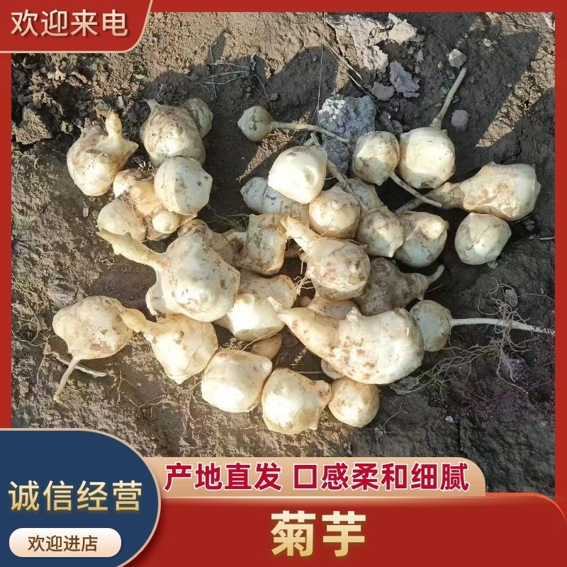 菊芋好洋姜好品质口感柔和细腻基地直供，欢迎致电