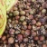 山茶油茶籽精品油茶籽产地直发出油率25%以上