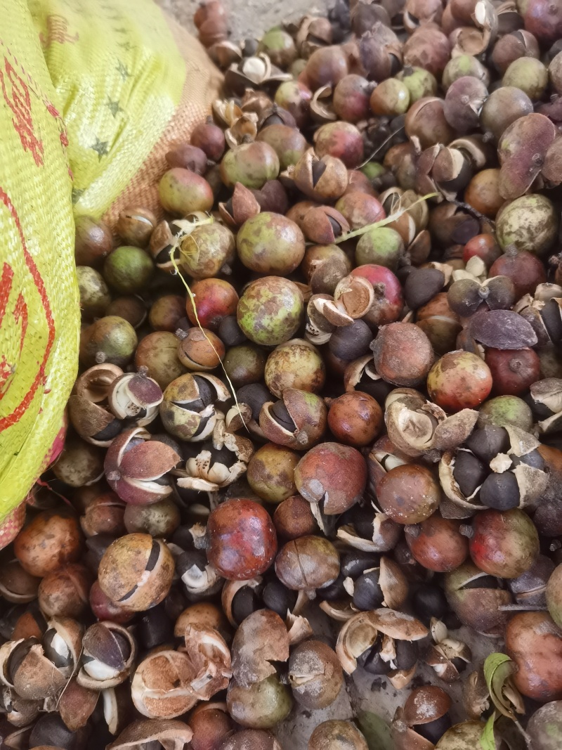 山茶油茶籽精品油茶籽产地直发出油率25%以上