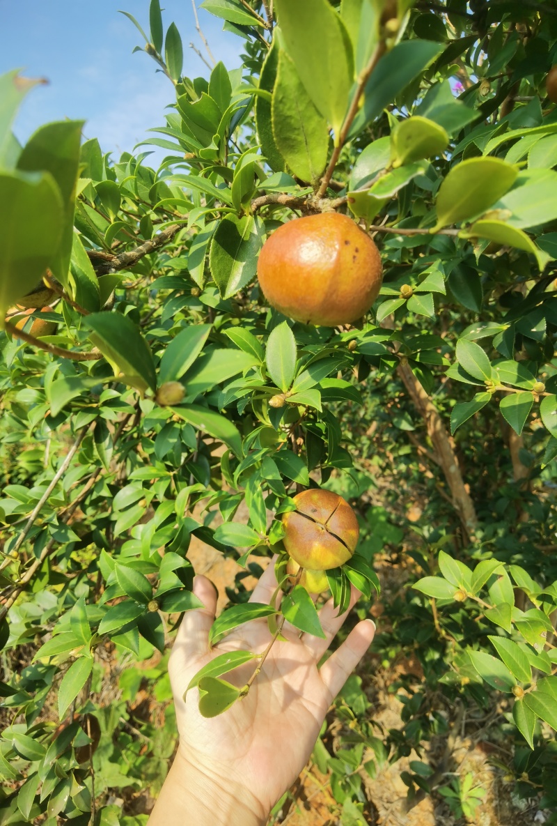 山茶油茶籽精品油茶籽产地直发出油率25%以上