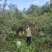 山茶油茶籽精品油茶籽产地直发出油率25%以上