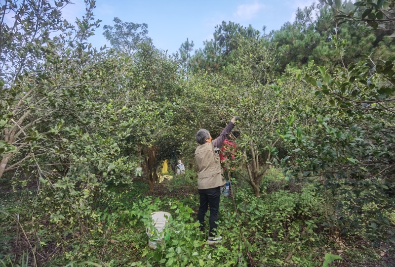 山茶油茶籽精品油茶籽产地直发出油率25%以上