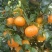 桂林八月桔上市了口感甜耐运输欢迎选购保质保量