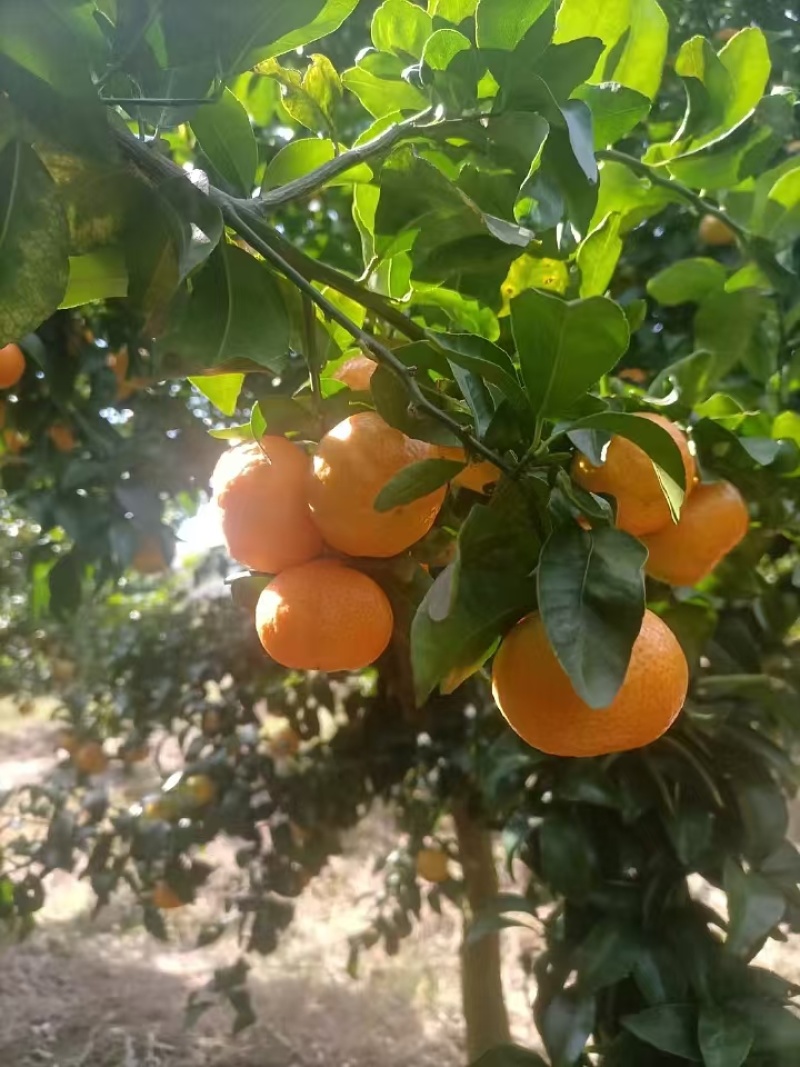 桂林八月桔上市了口感甜耐运输欢迎选购保质保量