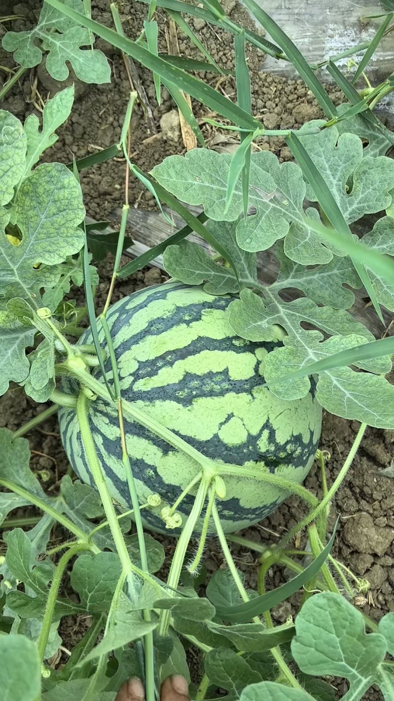 美都嫁接西瓜苗产地直发量大货优可视频看货
