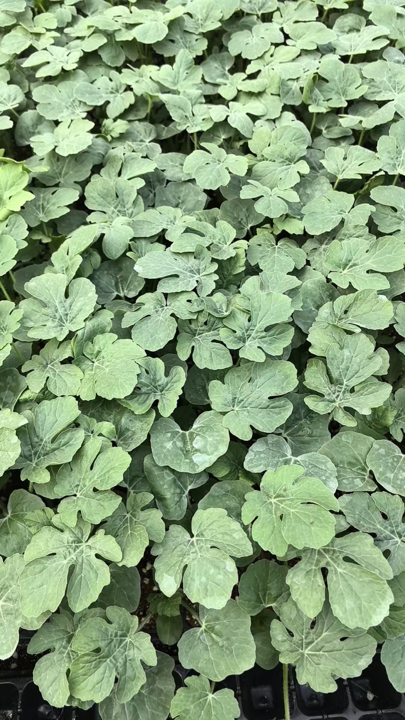 美都嫁接西瓜苗产地直发量大货优可视频看货