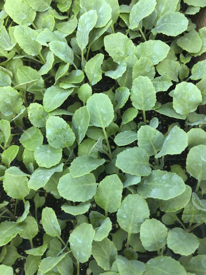 花菜苗津松85和105量大直发基地货源对接全国客商