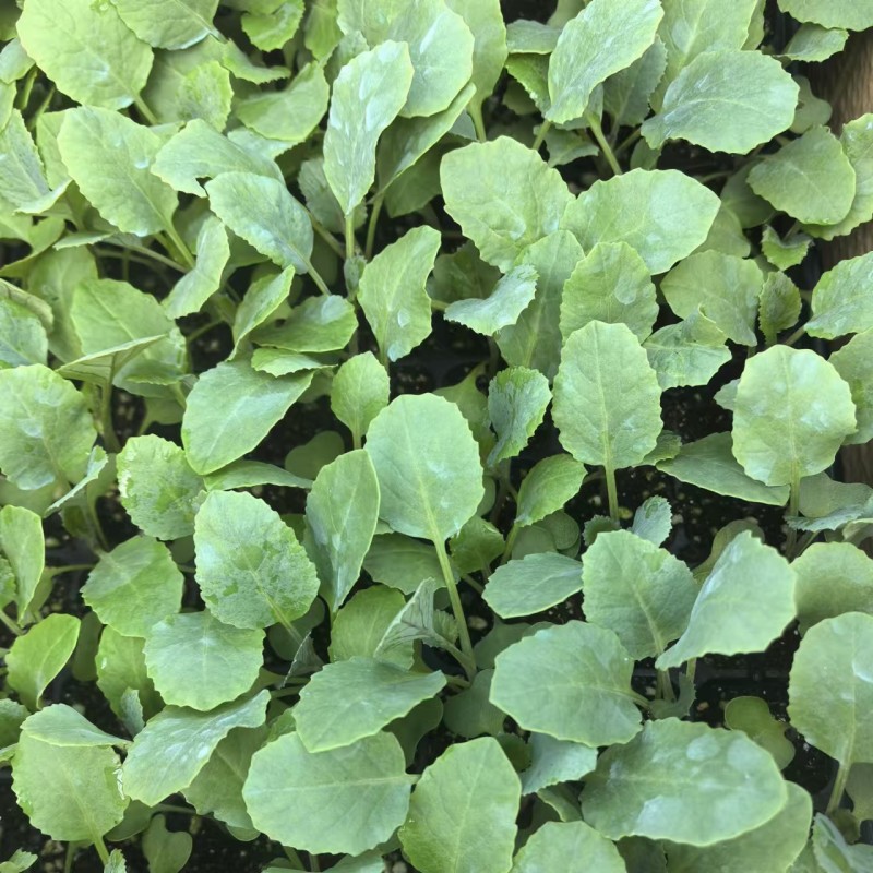 花菜苗津松85和105量大直发基地货源对接全国客商