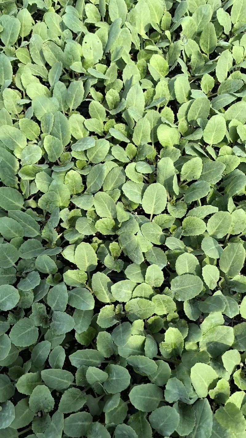 花菜苗津松85和105量大直发基地货源对接全国客商