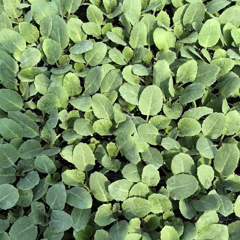 花菜苗津松85和105量大直发基地货源对接全国客商