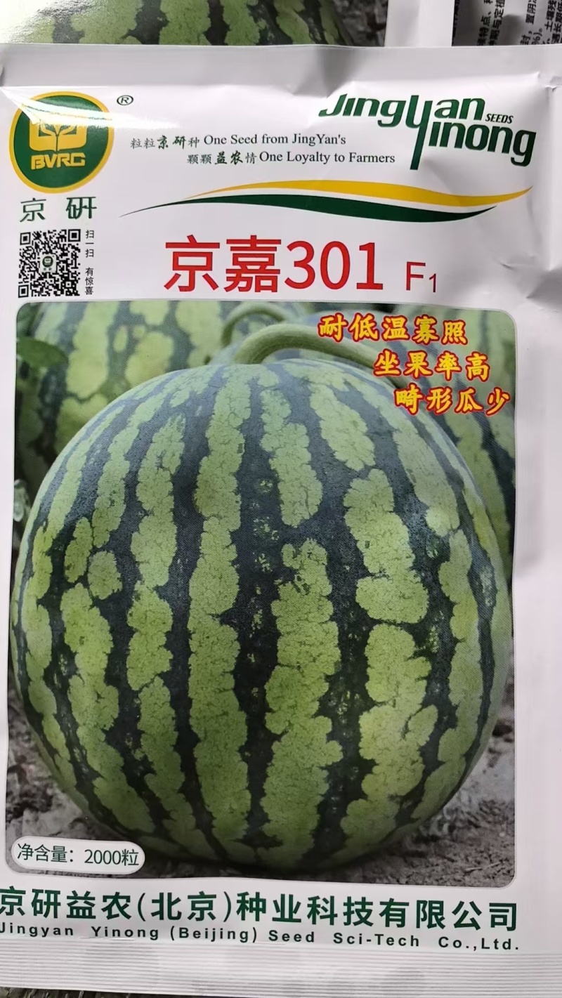 京佳西瓜苗产地直发对接全国客商可视频看货