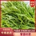精选湖北宜昌雪里红菜口感好营养丰富价格实惠量大价优