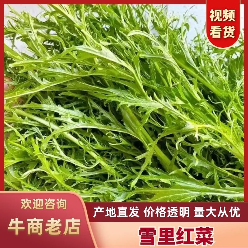精选湖北宜昌雪里红菜口感好营养丰富价格实惠量大价优