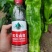 线椒辣椒苗产地直发可视频看货量大质优