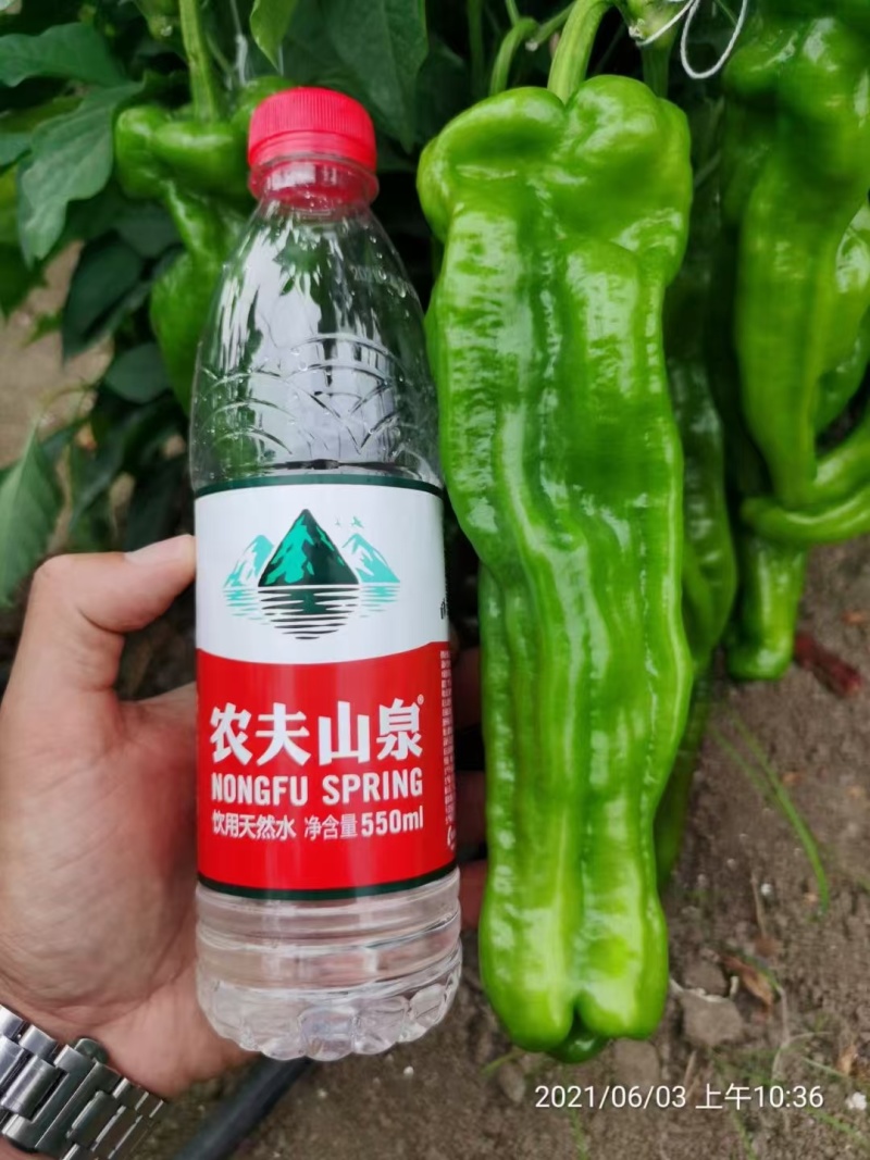 线椒辣椒苗产地直发可视频看货量大质优