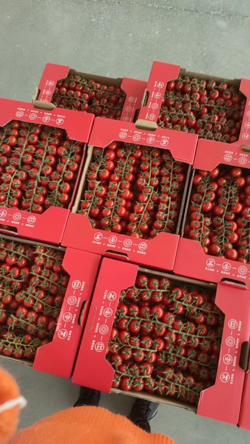 精品串番茄现摘现发供应全国欢迎咨询！