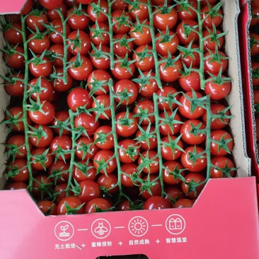 精品串番茄现摘现发供应全国欢迎咨询！