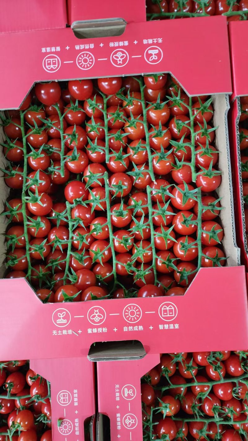 精品串番茄现摘现发供应全国欢迎咨询！