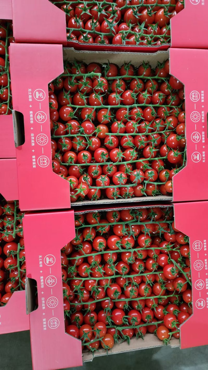 精品串番茄现摘现发供应全国欢迎咨询！