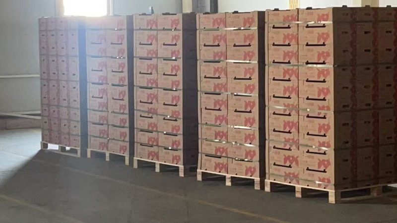 口感番茄粉番茄大量现货现摘现发对接大型批发市场