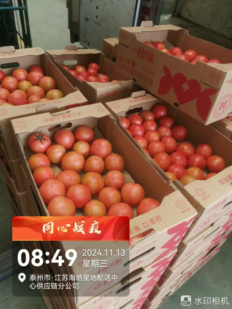 口感番茄粉番茄大量现货现摘现发对接大型批发市场