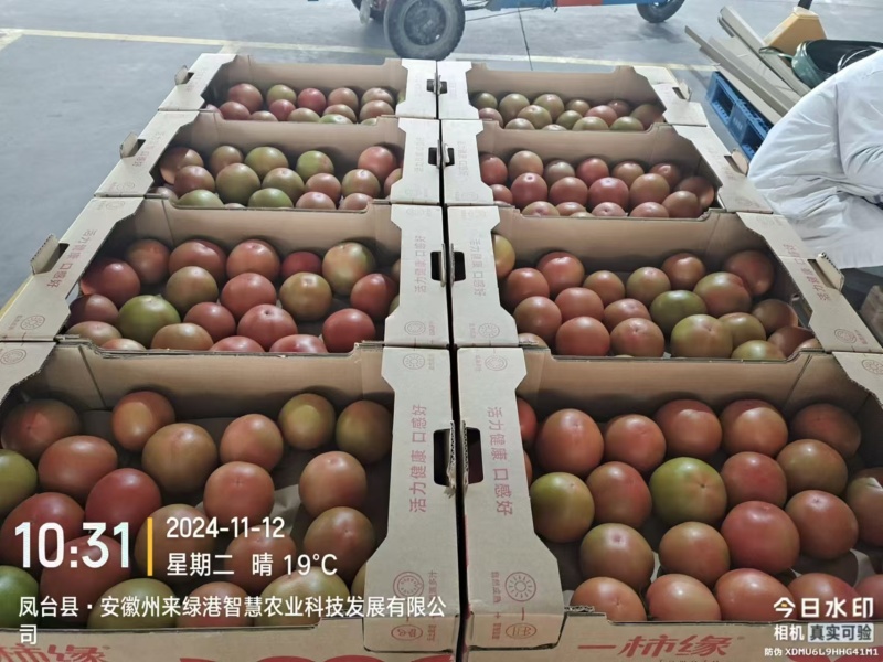 口感番茄粉番茄大量现货现摘现发对接大型批发市场
