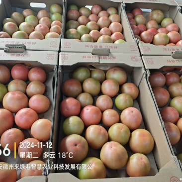 口感番茄粉番茄大量现货现摘现发对接大型批发市场