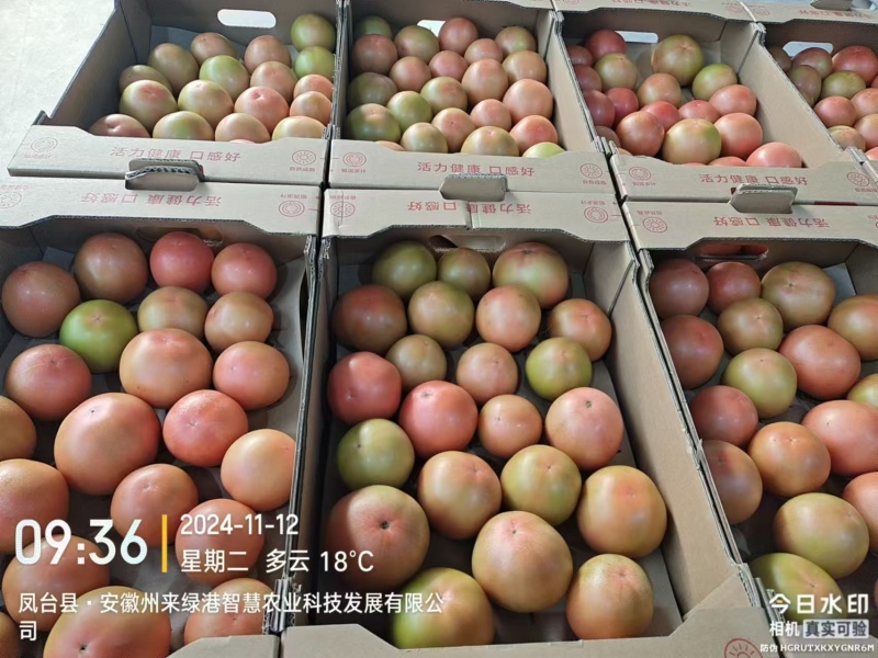 口感番茄粉番茄大量现货现摘现发对接大型批发市场