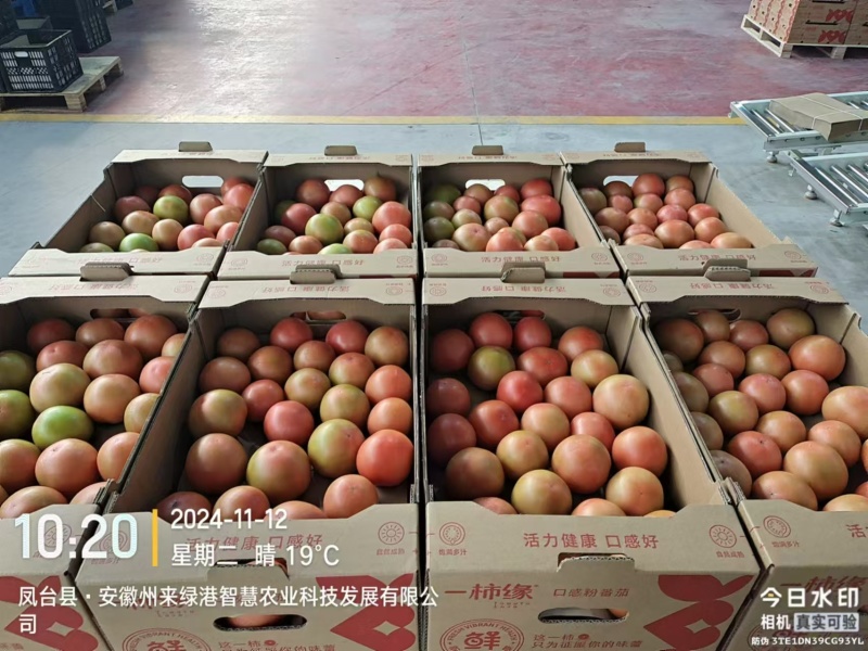 口感番茄粉番茄大量现货现摘现发对接大型批发市场