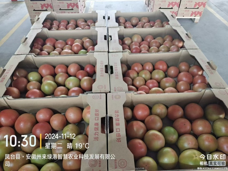 口感番茄粉番茄大量现货现摘现发对接大型批发市场