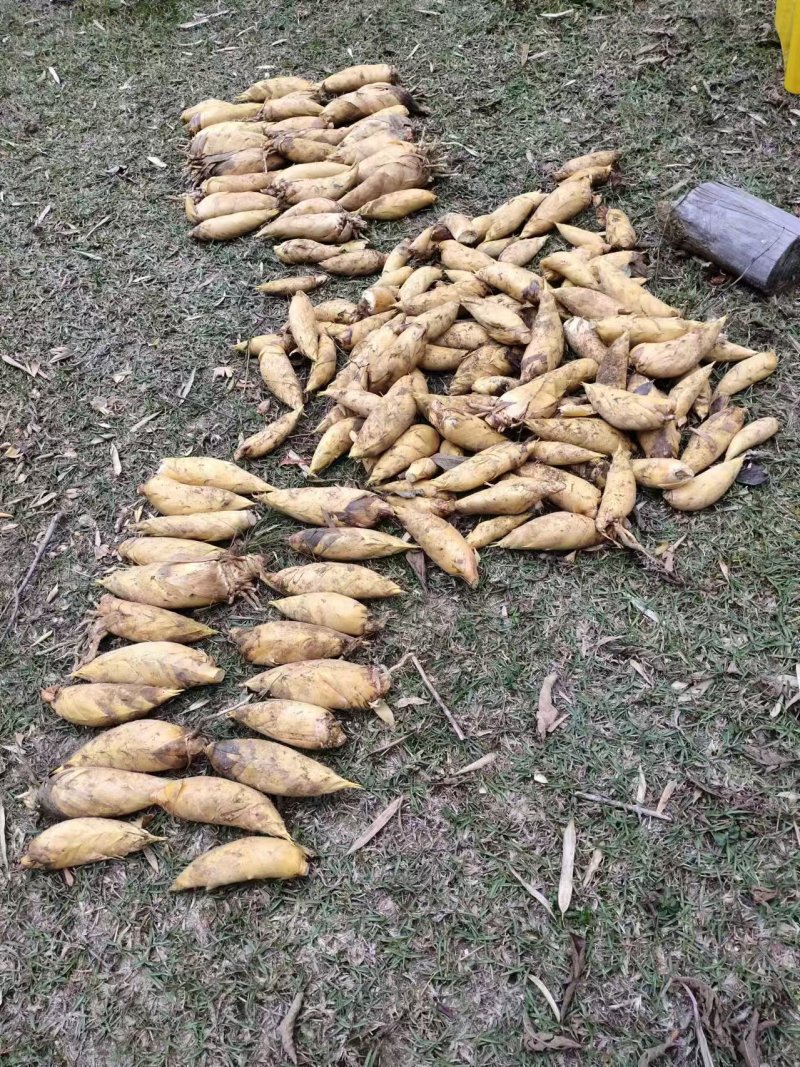 【推荐】江西深山冬笋产地直发可视频看货对接全国