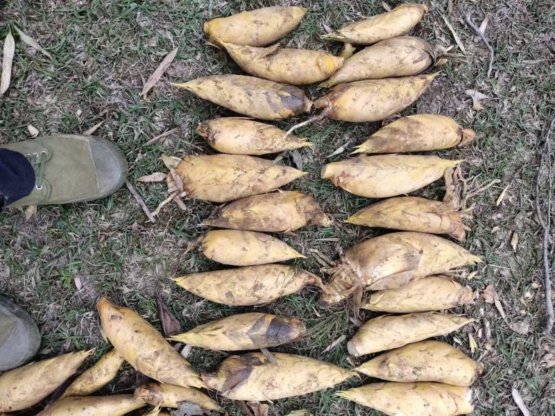 【推荐】江西深山冬笋产地直发可视频看货对接全国