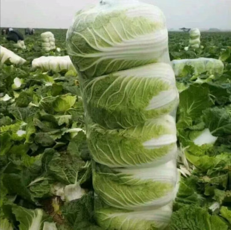 精品黄心大白菜3一6斤，面积大，货量多，质量好