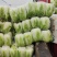 精品黄心大白菜3一6斤，面积大，货量多，质量好