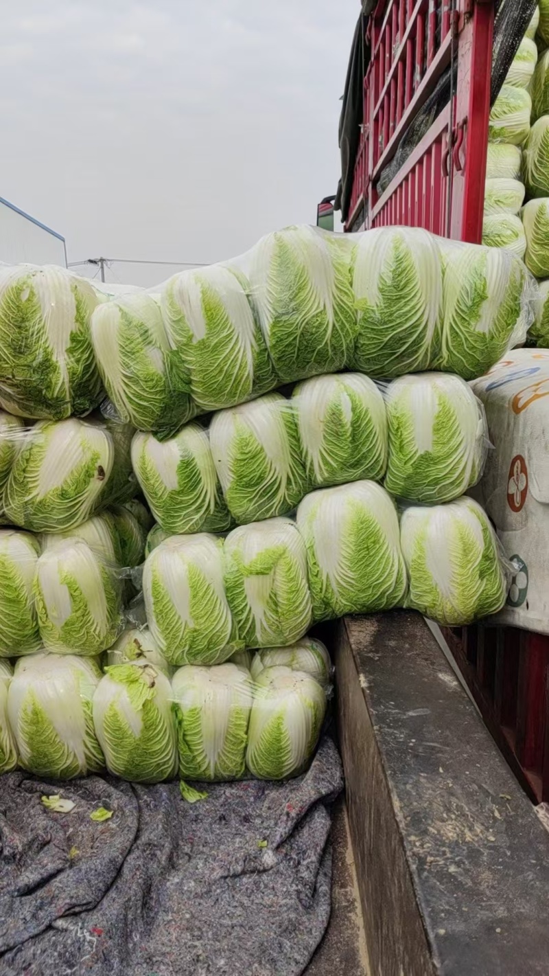精品黄心大白菜3一6斤，面积大，货量多，质量好